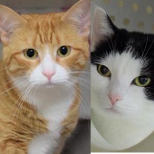 Meet your Posher, Joy